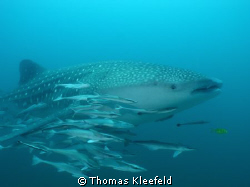 This whaleshark with Remoras (sharksuckers) dove with us ... by Thomas Kleefeld 